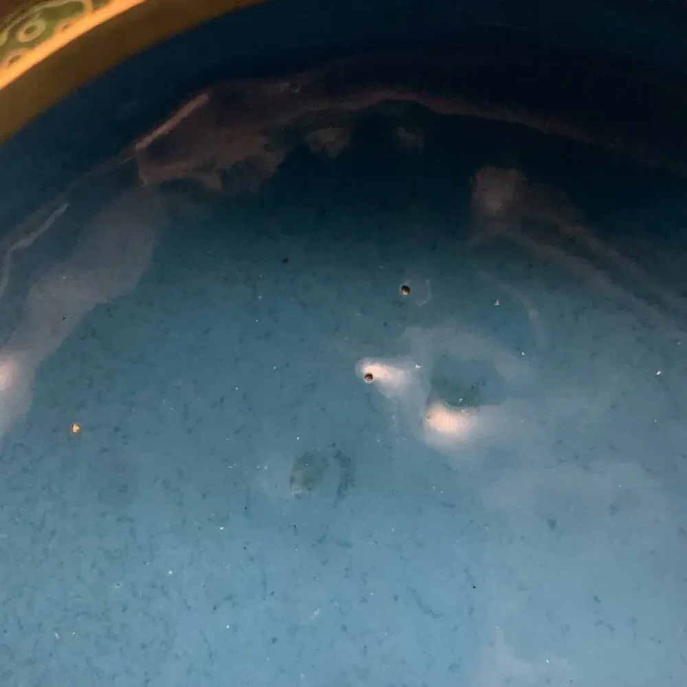 Chinese Cloisonne Bowl w/ Lid Enamel Over Brass Green Champleve Floral Leaf - Picture 14 of 16